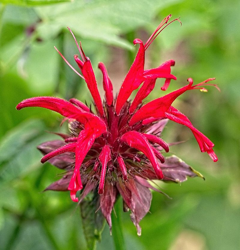 Bee Balm