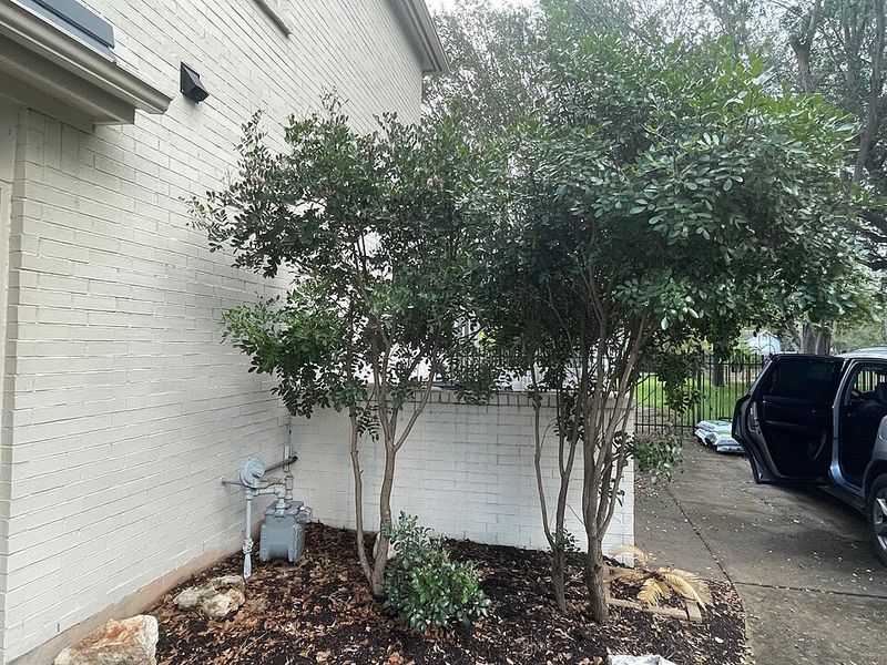 Texas Mountain Laurel