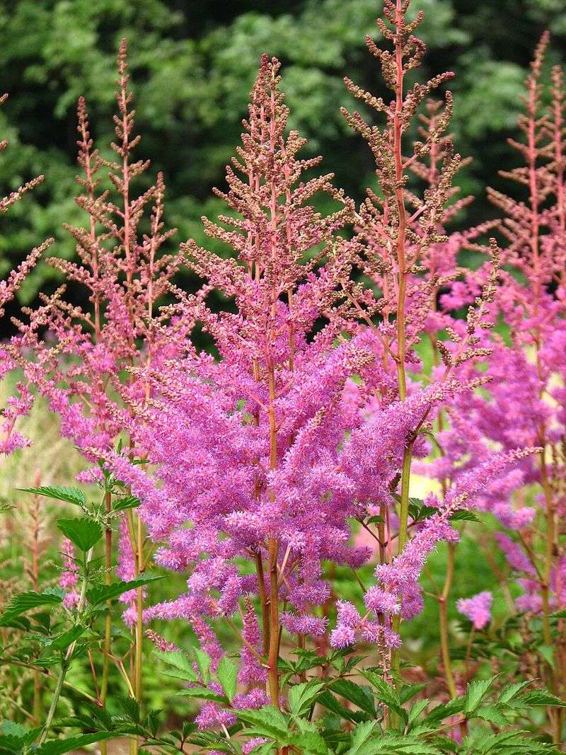Astilbe
