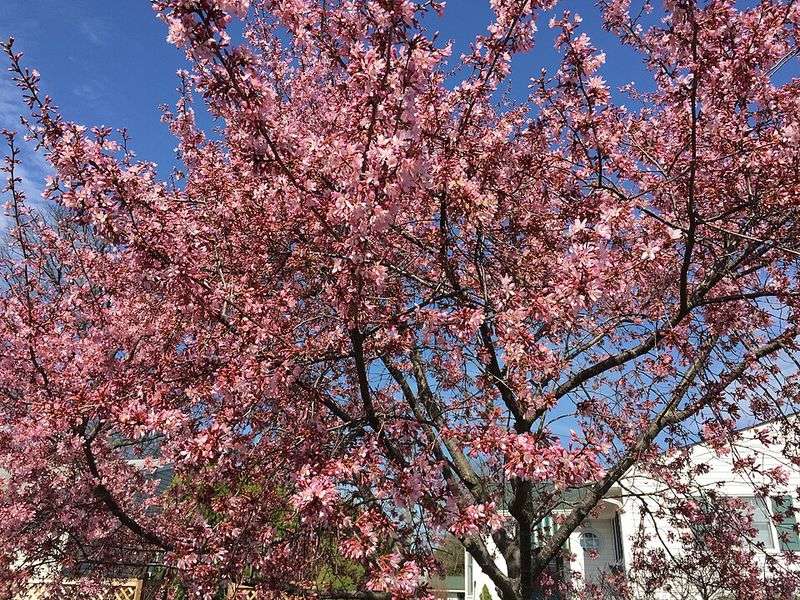 Okame Cherry