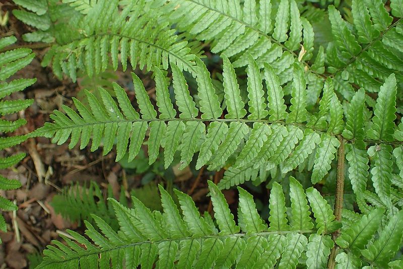 Autumn Fern
