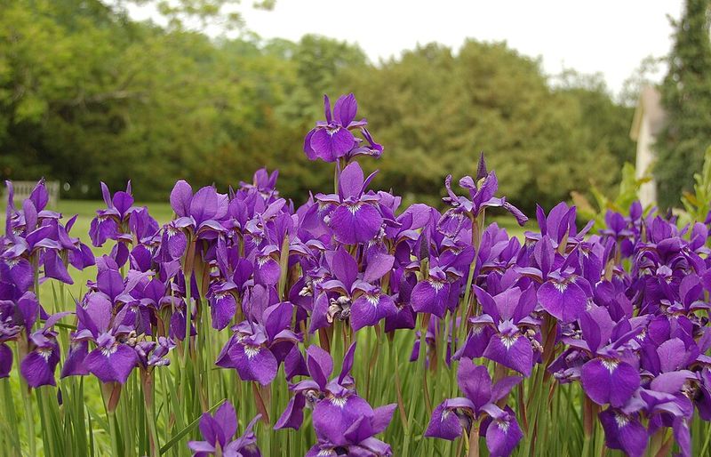 Siberian Iris