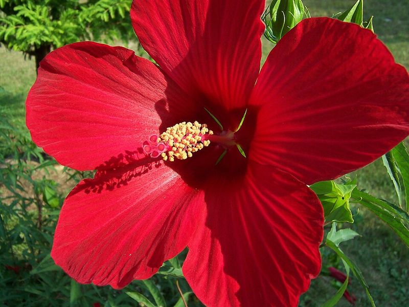 Hardy Hibiscus
