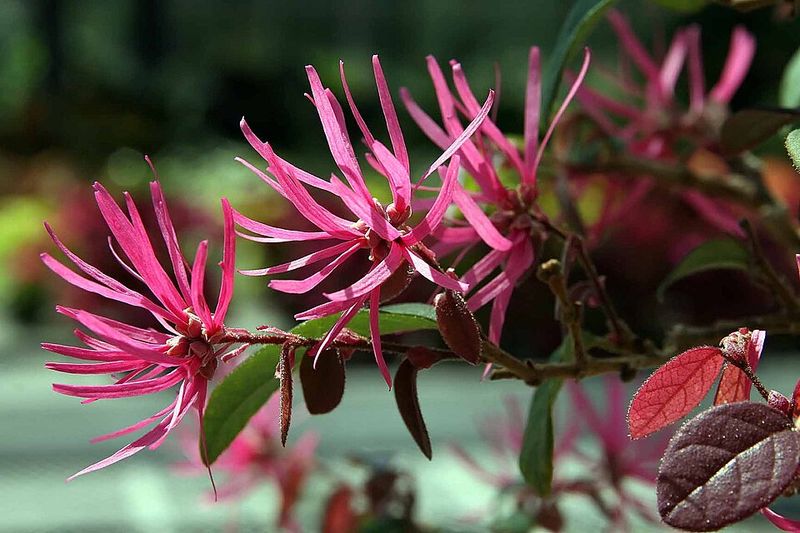 Dwarf Loropetalum
