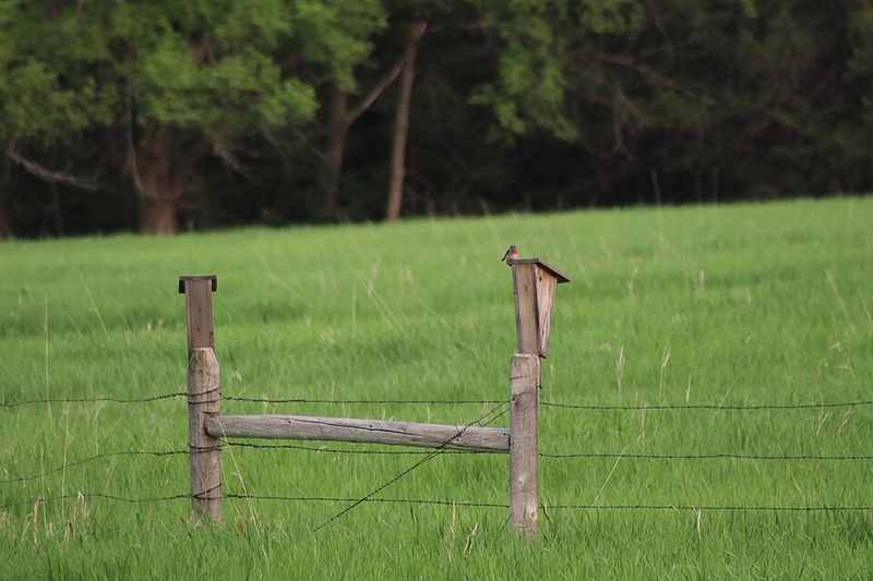 Set Up Natural Perches Around The Yard