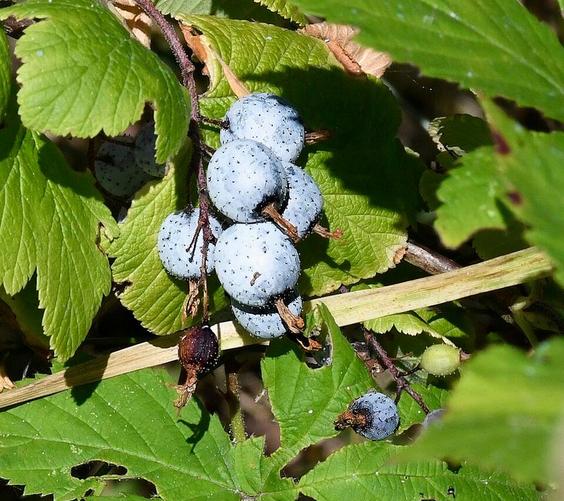 Plant Native Berry And Insect-Friendly Species