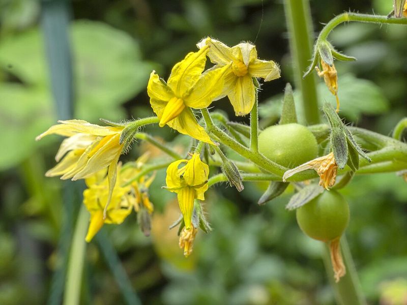 Go Easy On Fertilizer At Bloom Time