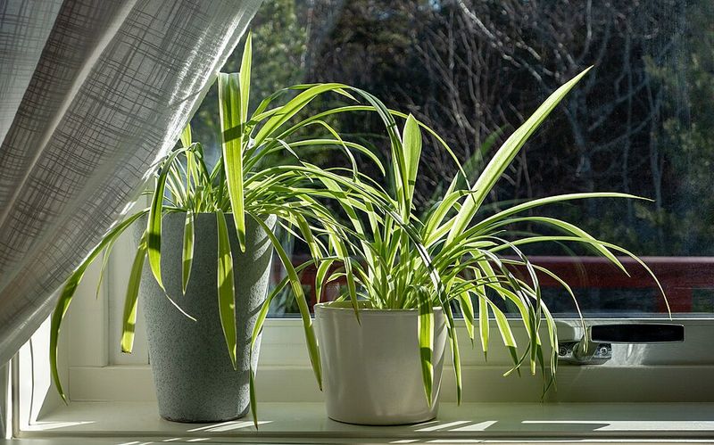 Raise humidity around dry indoor air