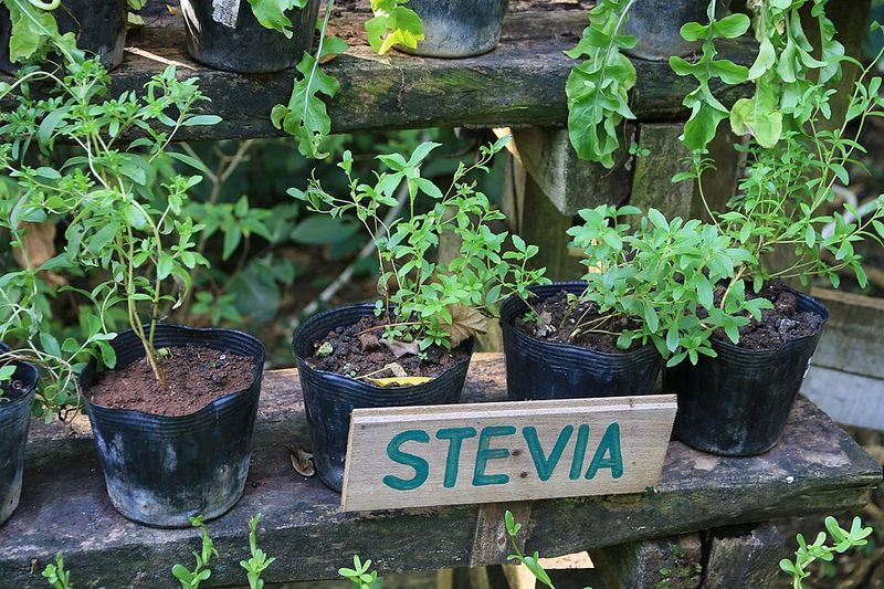 It Encourages Smarter Plant Choices