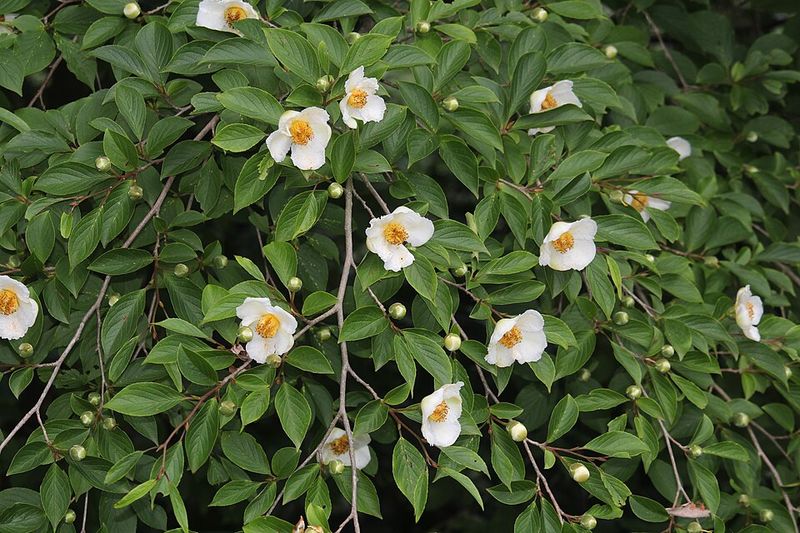 Japanese Stewartia