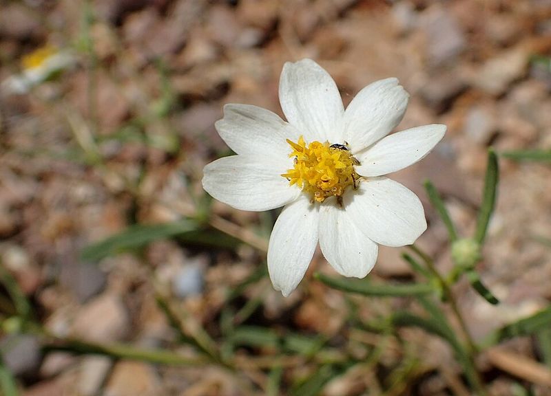 Blackfoot Daisy