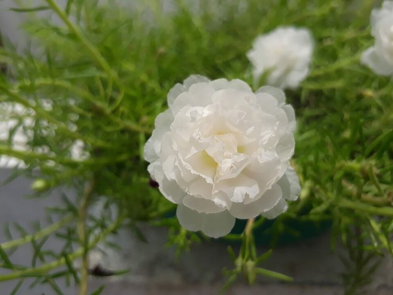Moss Rose