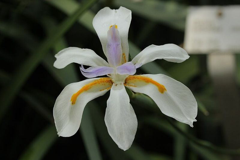 African Iris