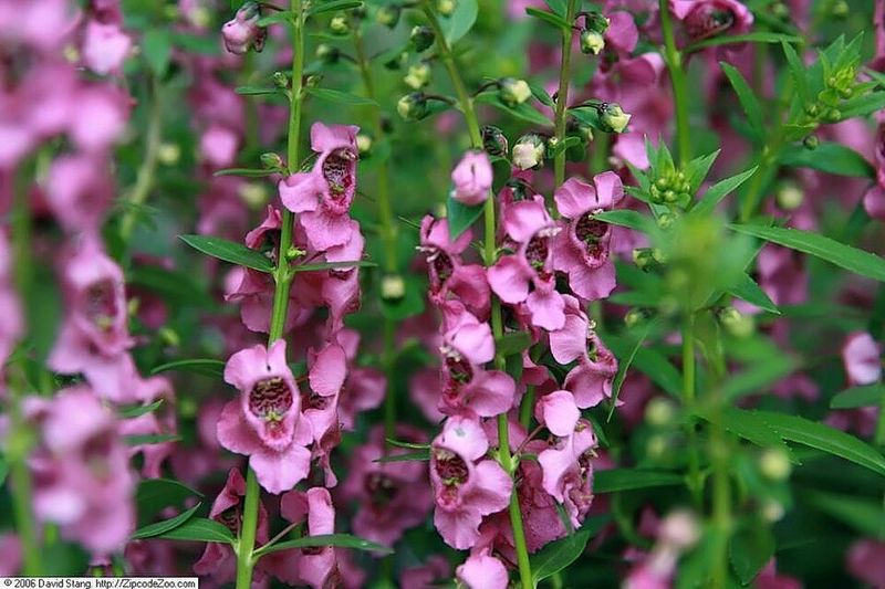 Angelonia