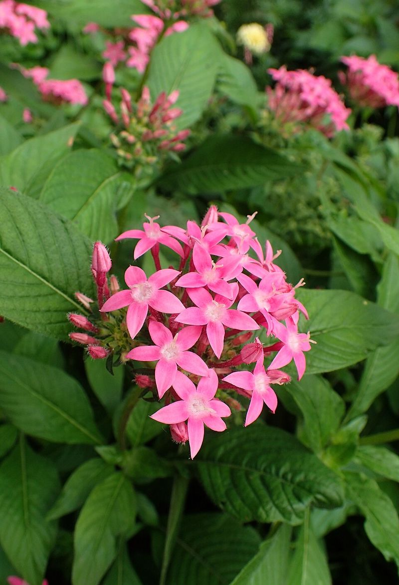 Pentas