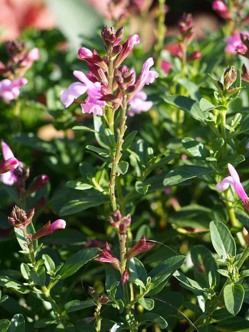 Autumn Sage