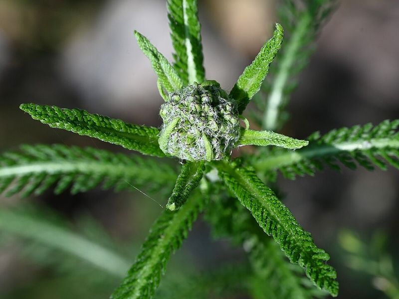 Yarrow