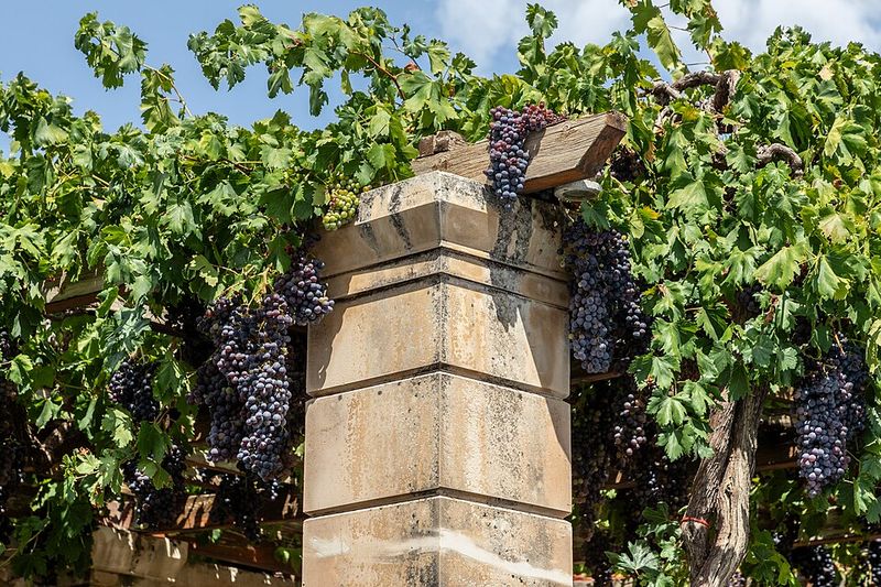Pergolas with Climbing Vines
