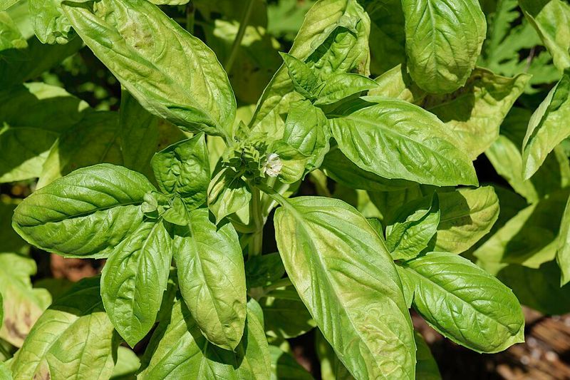 Basil