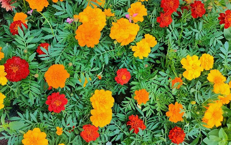 Marigolds