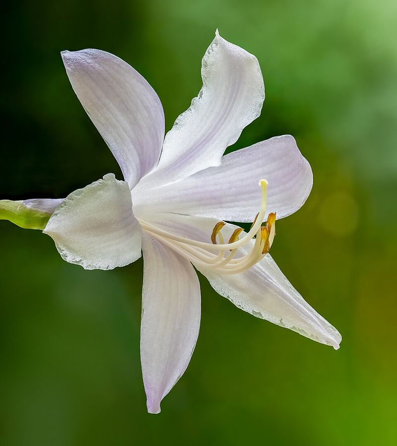 Hosta