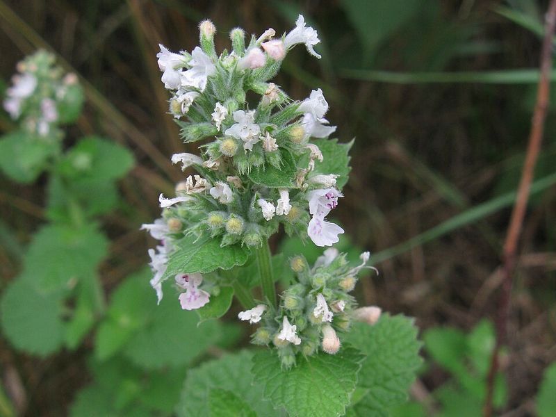 Catmint