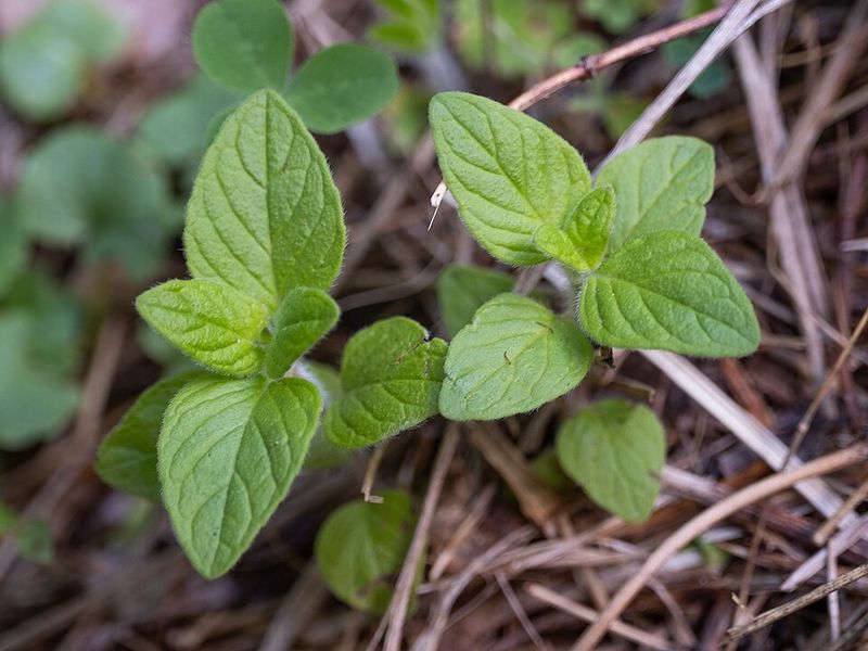 Basil and Oregano