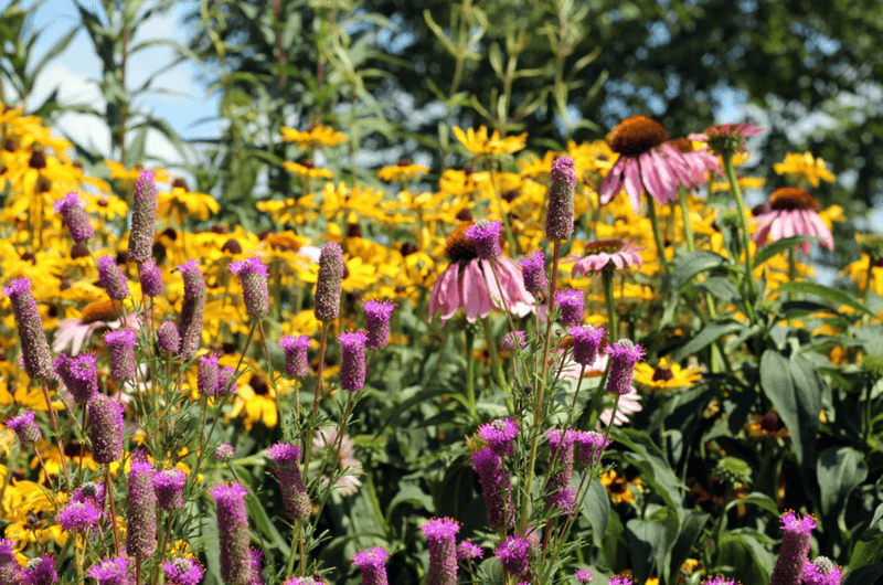Native Pollinator Color Mix