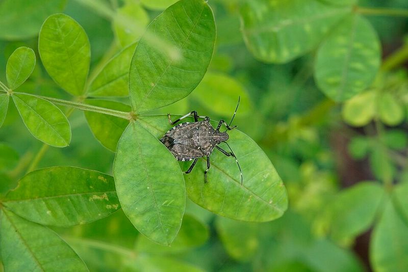 Stink Bugs