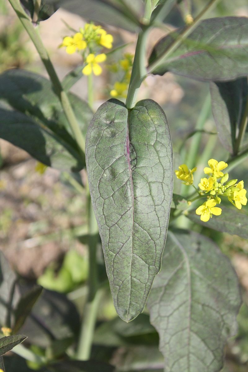 Mustard Greens