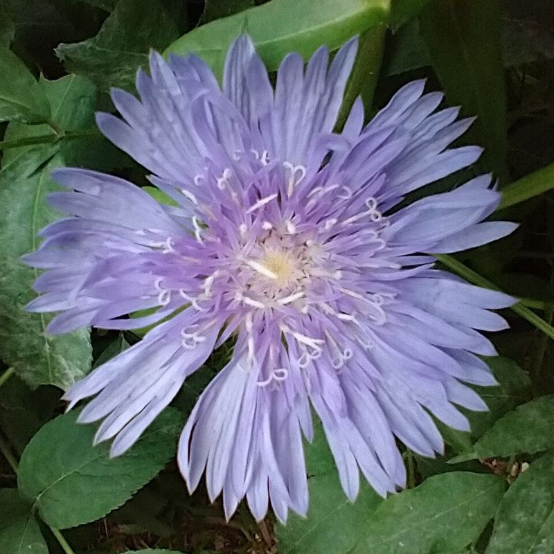 Stokes' Aster