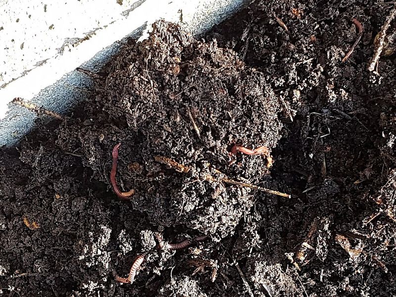 You Rarely See Earthworms