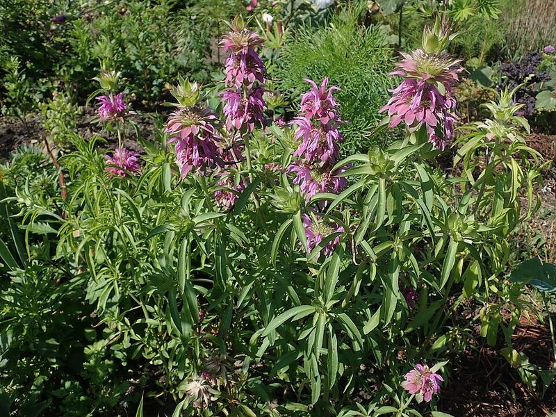 Lemon Beebalm