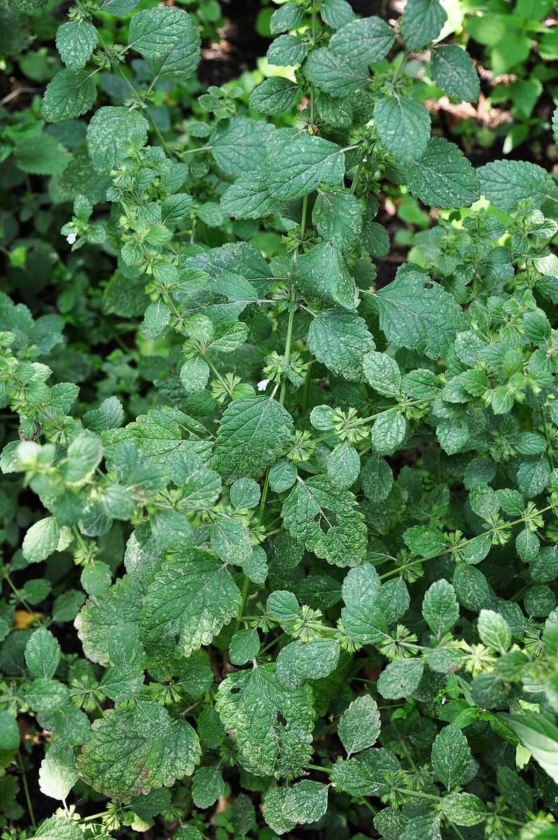 Lemon Mint