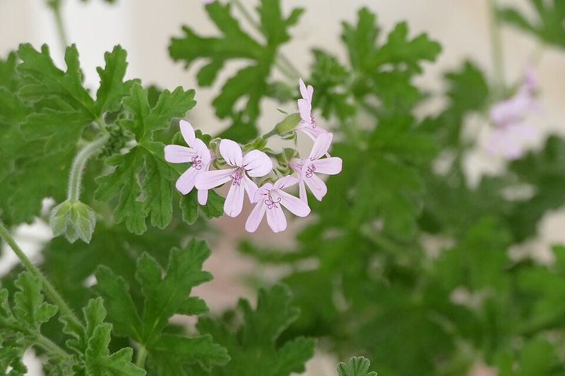 Citronella Geranium