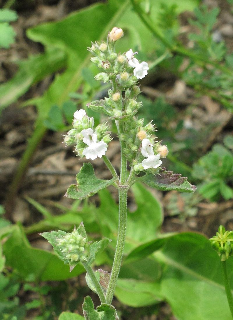 Catnip