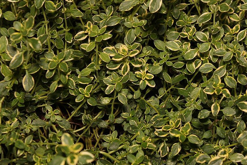 Lemon Thyme
