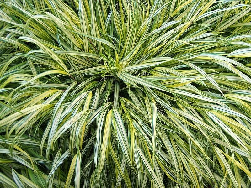 Japanese Forest Grass