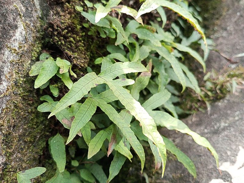 Gardeners Are Choosing Natives