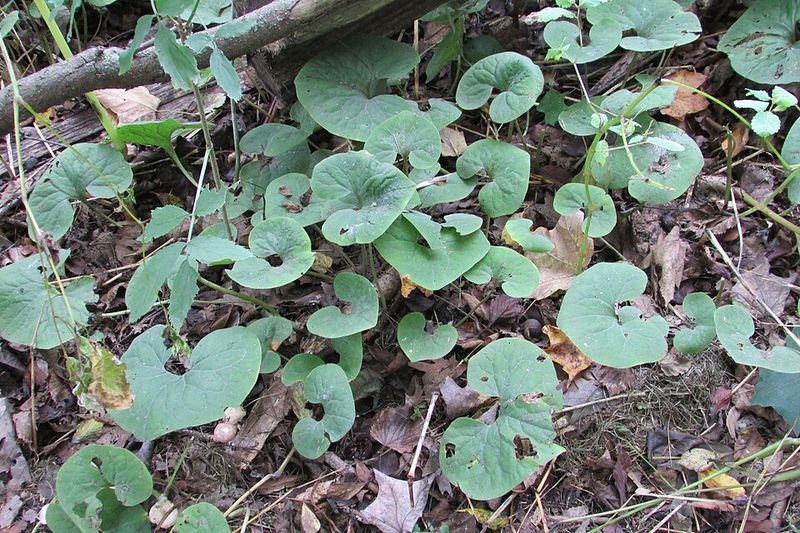 Wild Ginger
