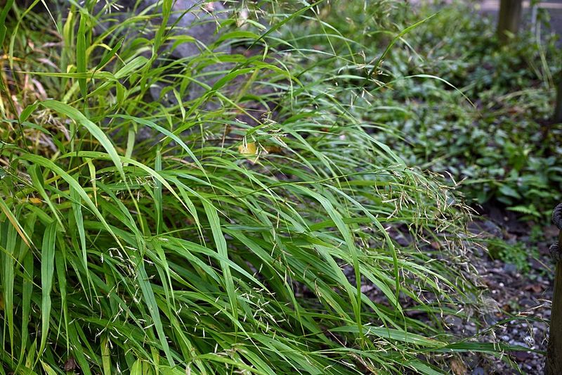 Japanese Forest Grass