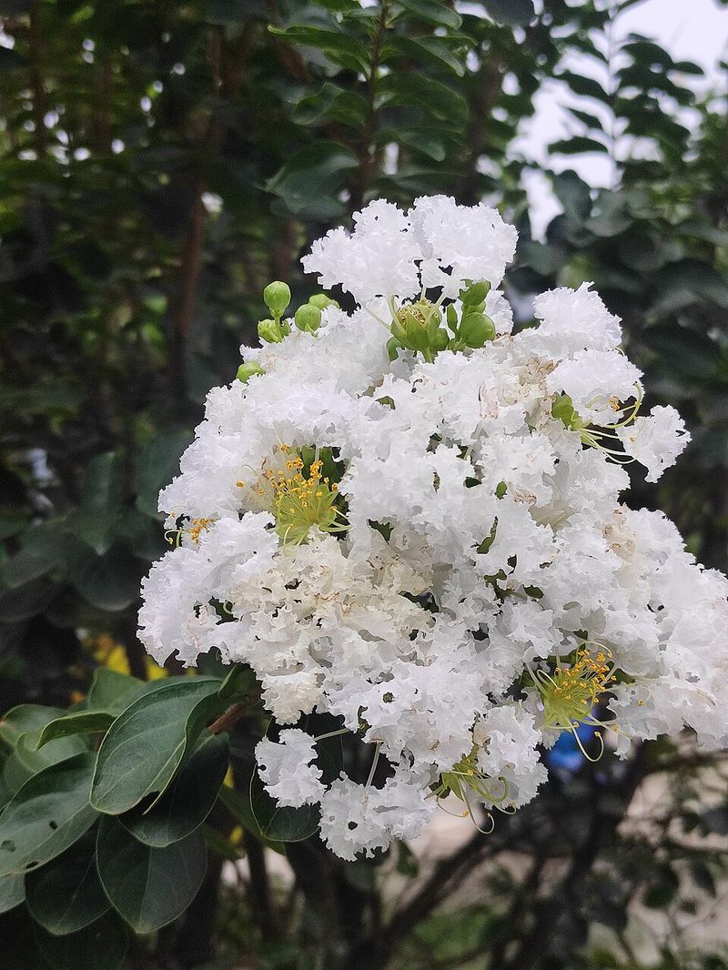 Crape Myrtle