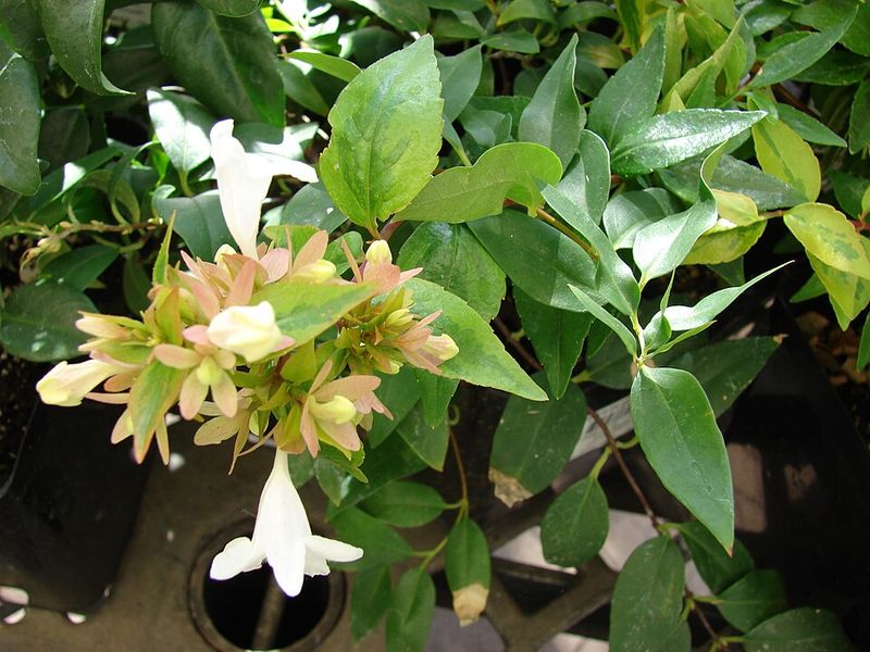 Kaleidoscope Abelia