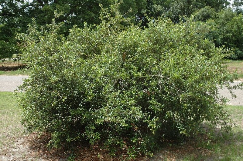 Sand Live Oak