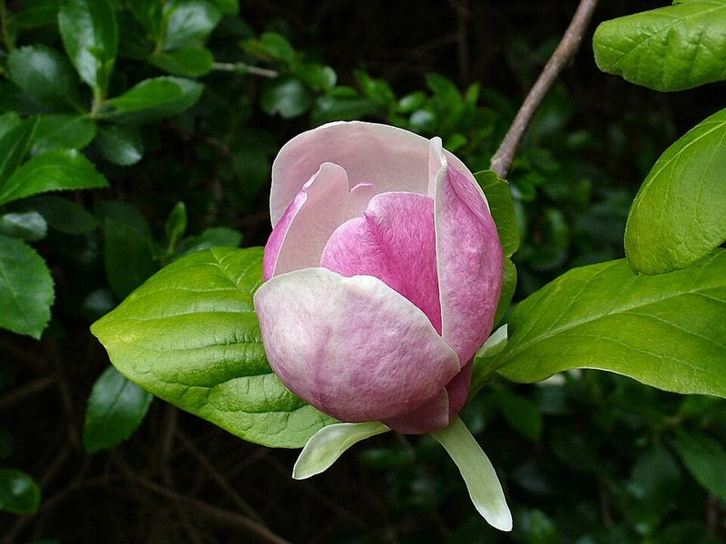 Southern Magnolia