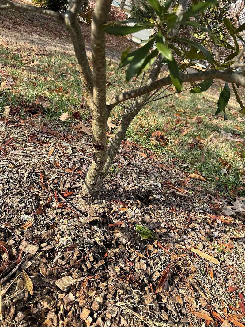 Wax Myrtle