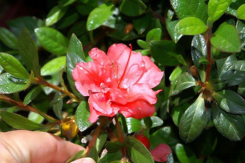 Encore Azalea