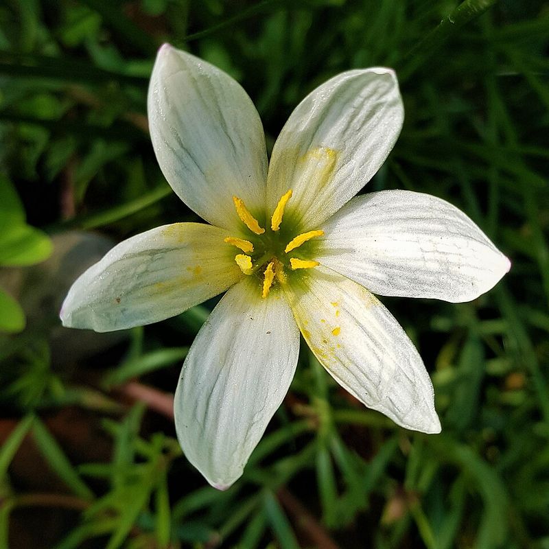 Rain Lily