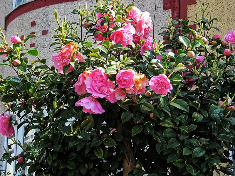 Disease worries are pushing gardeners to diversify