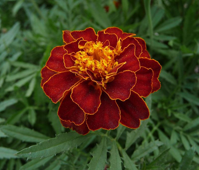 Marigold